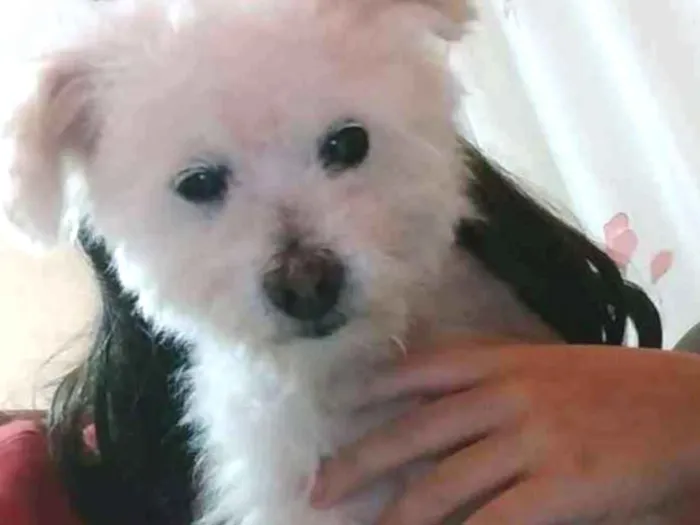 Cachorro ra a Puddle  idade 6 ou mais anos nome Thor