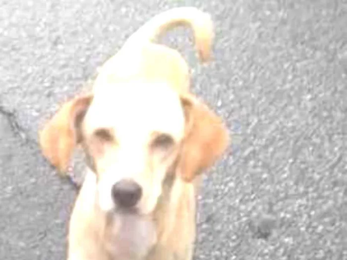 Cachorro raça SRD idade 2 anos nome Boni