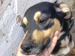 Cachorro raça Vira lata  idade 7 a 11 meses nome Dengo