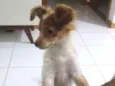 Bela