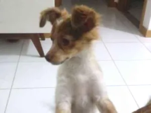 Cachorro raça Mestiça idade 7 a 11 meses nome Bela