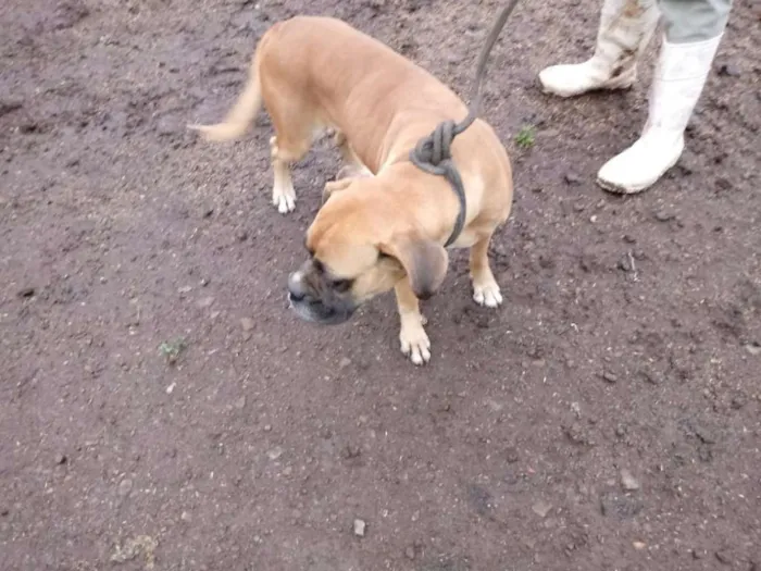 Cachorro ra a Boxer idade 4 anos nome Miss