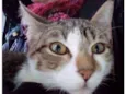 Gato