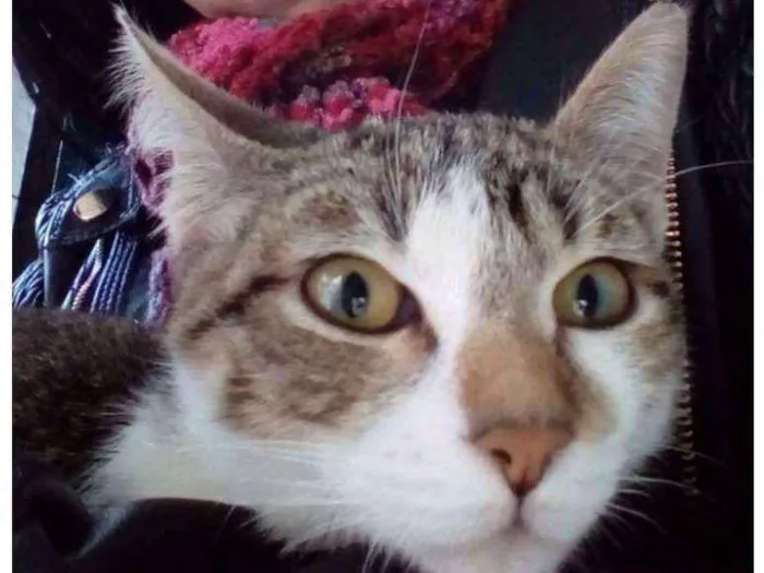 Gato ra a ... idade 2 a 6 meses nome Gato