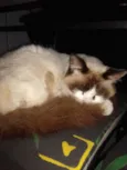 Nininha e nininho
