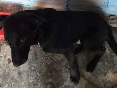 Cachorro ra a Labrador  idade 7 a 11 meses nome Saddam