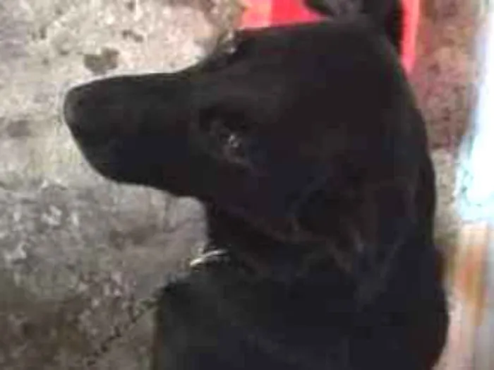 Cachorro ra a Labrador  idade 7 a 11 meses nome Saddam