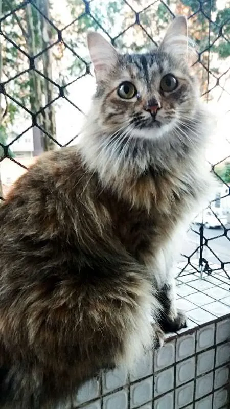 Gato ra a srd idade 3 anos nome Luna & Agatha