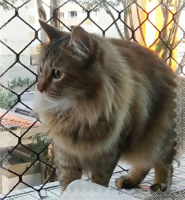 Gato ra a srd idade 3 anos nome Luna & Agatha