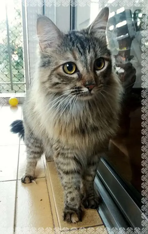 Gato ra a srd idade 3 anos nome Luna & Agatha