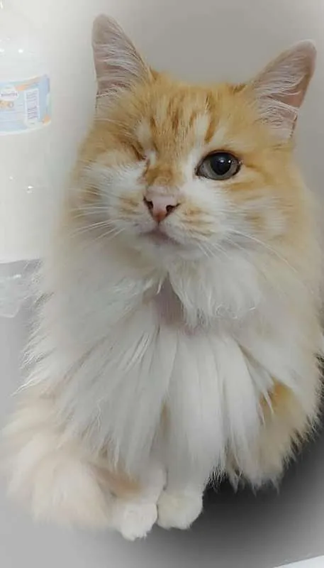 Gato ra a srd idade 6 ou mais anos nome sissi