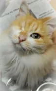 sissi