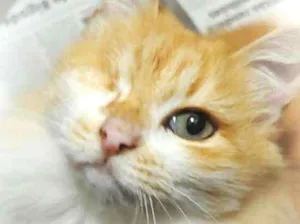Gato raça srd idade 6 ou mais anos nome sissi