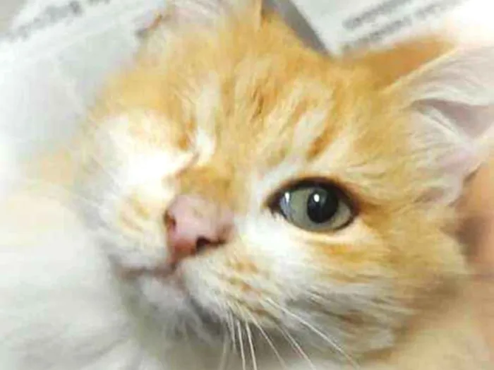 Gato ra a srd idade 6 ou mais anos nome sissi