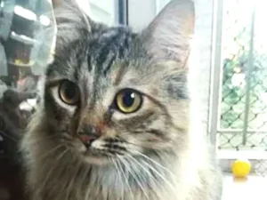 Gato raça srd idade 3 anos nome Luna & Agatha