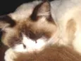 Nininha e nininho