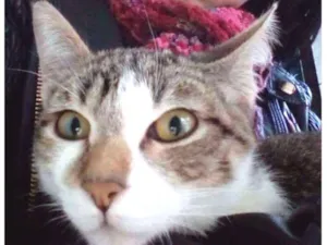 Gato raça ... idade 2 a 6 meses nome Gato