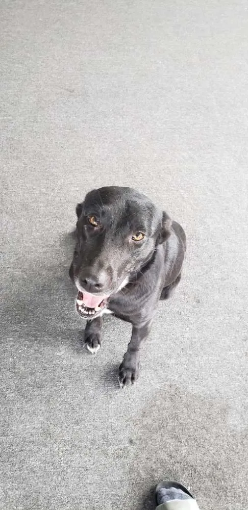 Cachorro ra a Não definida  idade 1 ano nome Não definido