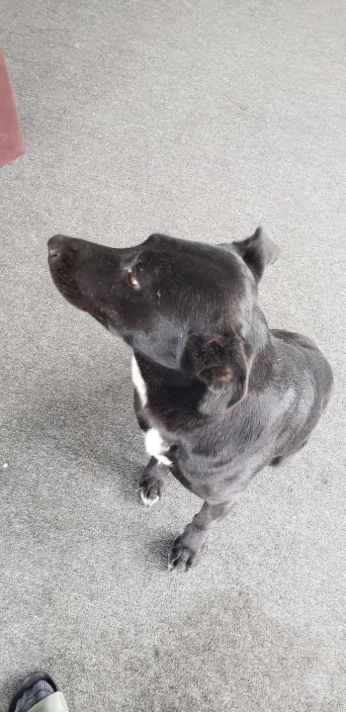 Cachorro ra a Não definida  idade 1 ano nome Não definido