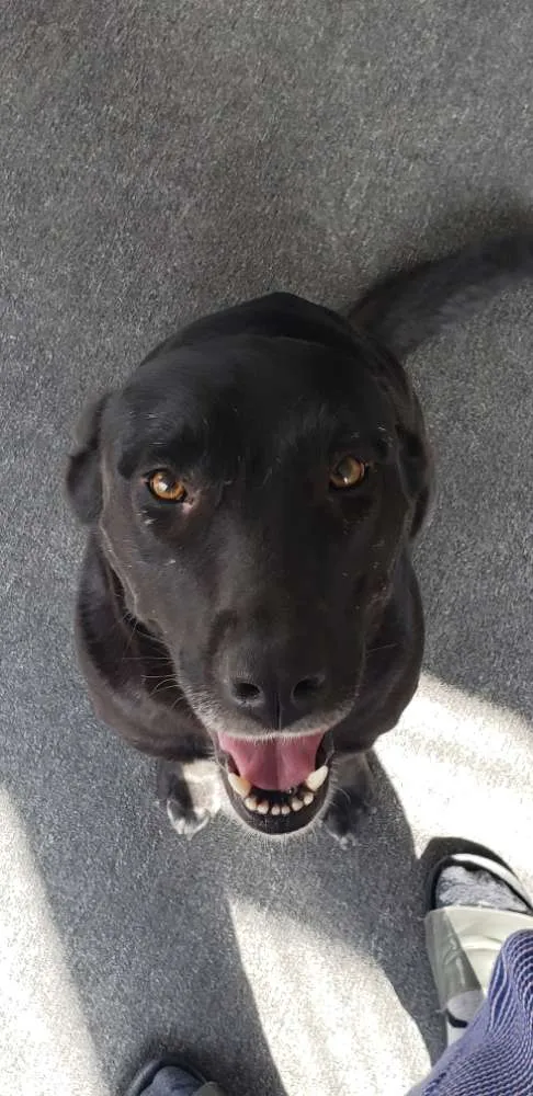 Cachorro ra a Não definida  idade 1 ano nome Não definido