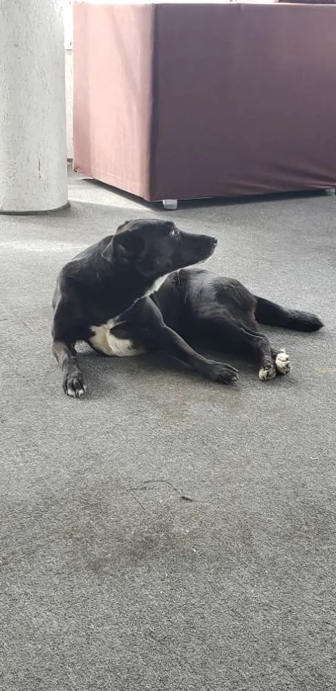 Cachorro ra a Não definida  idade 1 ano nome Não definido