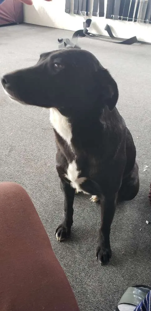 Cachorro ra a Não definida  idade 1 ano nome Não definido
