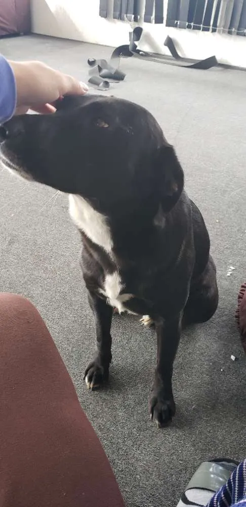 Cachorro ra a Não definida  idade 1 ano nome Não definido