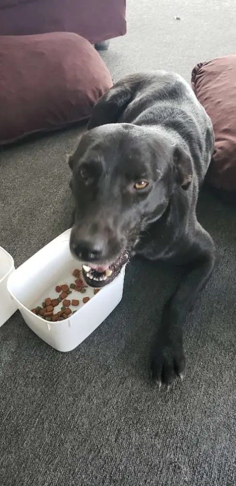 Cachorro ra a Não definida  idade 1 ano nome Não definido