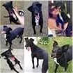 Cachorro ra a SRD idade 6 ou mais anos nome Milly