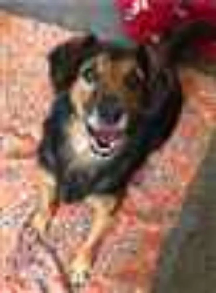 Cachorro raça SRD idade 6 ou mais anos nome LUPPY