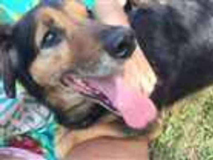 Cachorro raça SRD idade 6 ou mais anos nome LUPPY