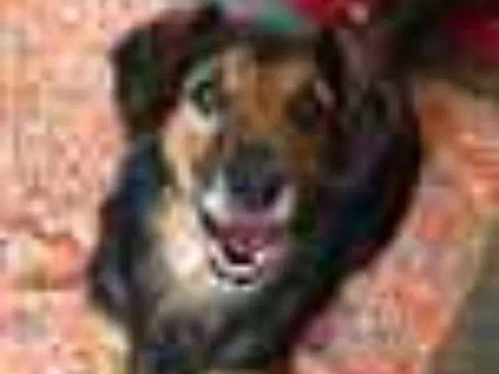 Cachorro raça SRD idade 6 ou mais anos nome LUPPY