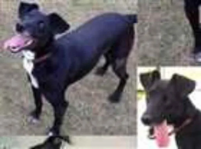 Cachorro ra a SRD idade 6 ou mais anos nome Milly