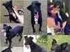 Cachorro ra a SRD idade 6 ou mais anos nome Milly