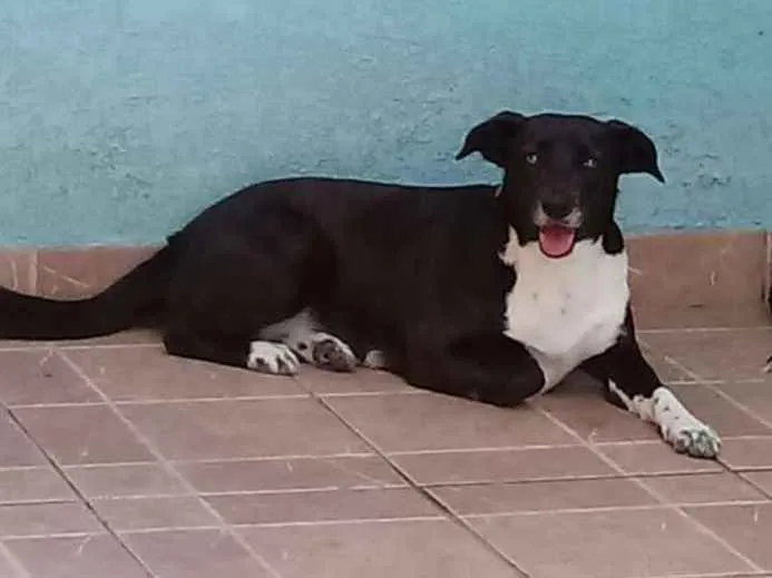 Cachorro ra a SRD idade 3 anos nome Paola