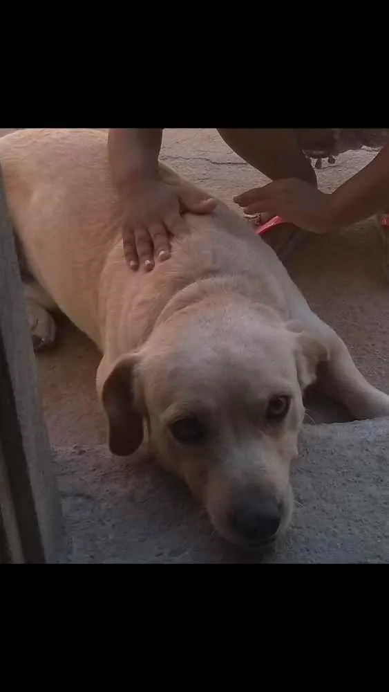 Cachorro raça Sem raça definida idade 3 anos nome Lyon