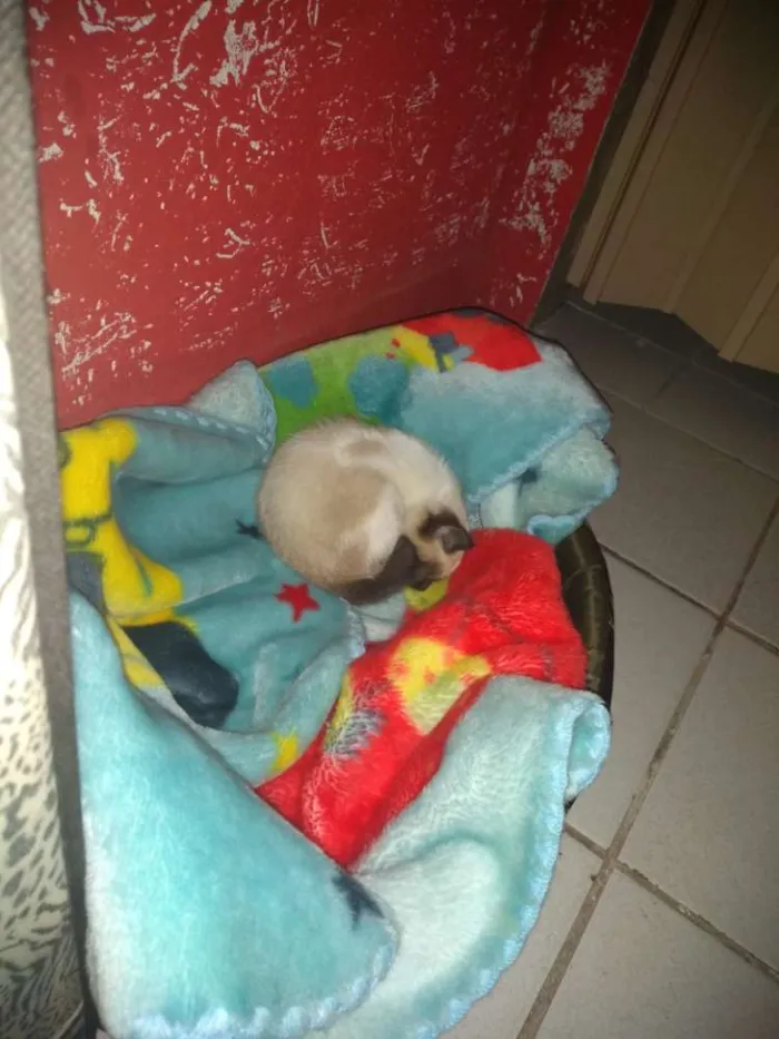 Gato ra a Indefinida idade 2 a 6 meses nome Thor