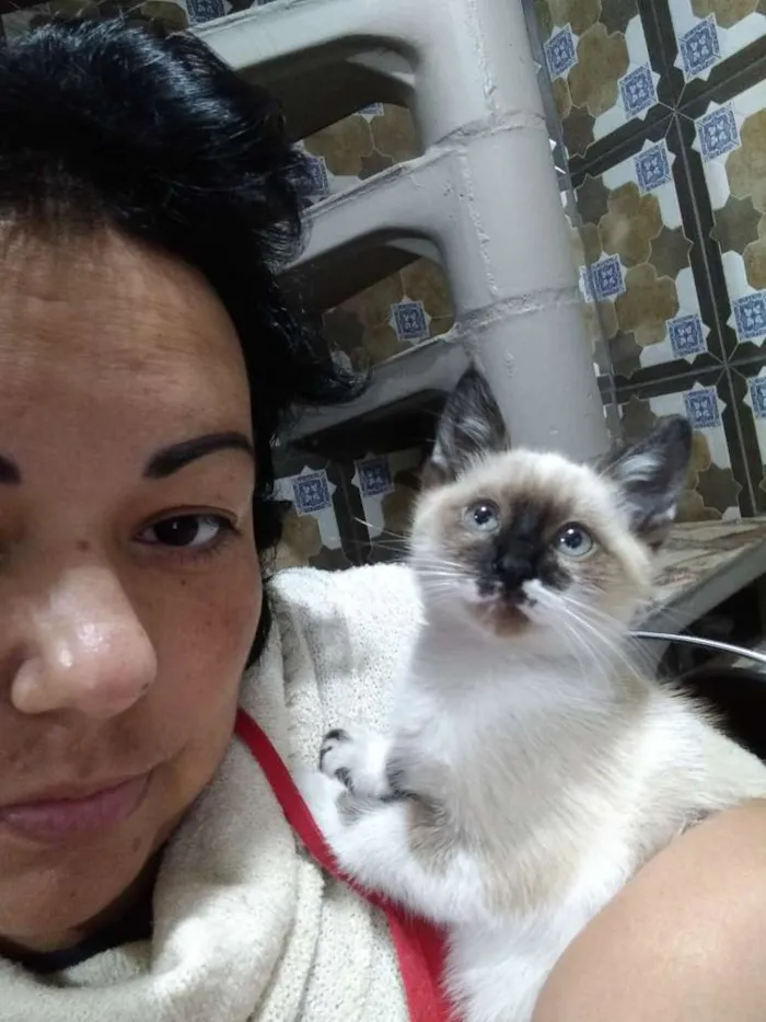 Gato ra a Indefinida idade 2 a 6 meses nome Thor