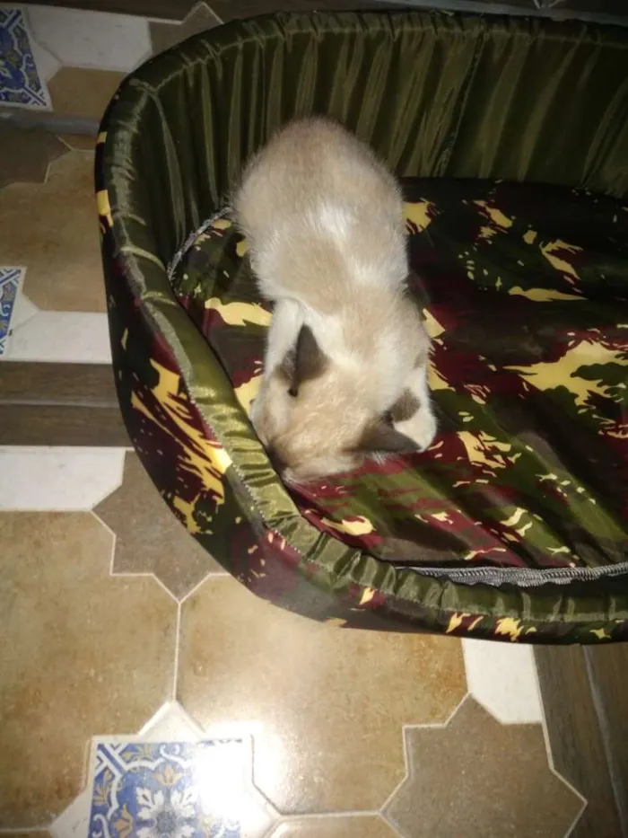 Gato ra a Indefinida idade 2 a 6 meses nome Thor