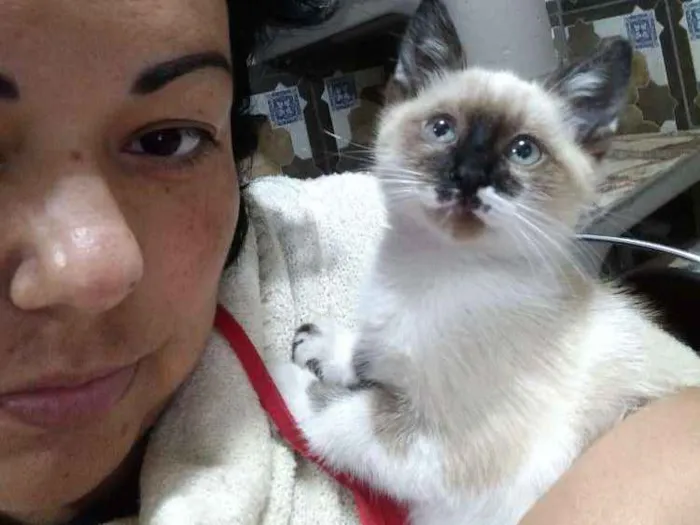 Gato ra a Indefinida idade 2 a 6 meses nome Thor