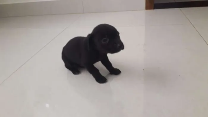 Cachorro raça Vira lata idade Abaixo de 2 meses nome Não tem