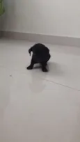 Não tem