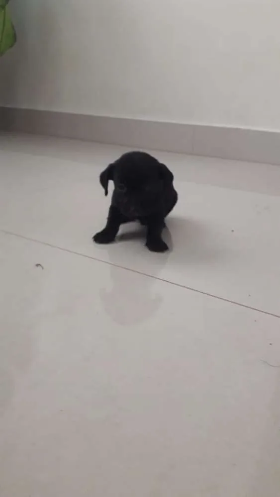 Cachorro raça Vira lata idade Abaixo de 2 meses nome Não tem