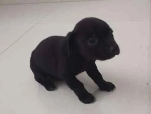 Cachorro raça Vira lata idade Abaixo de 2 meses nome Não tem