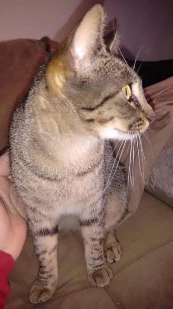Gato raça  idade 1 ano nome Sofie