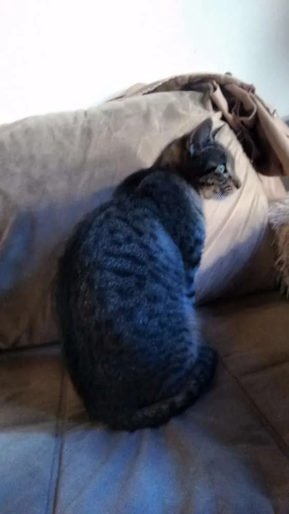 Gato raça  idade 1 ano nome Sofie