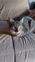 Sofie
