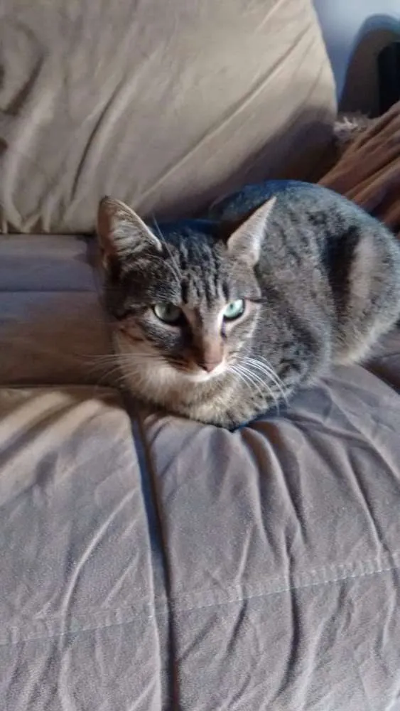 Gato raça  idade 1 ano nome Sofie