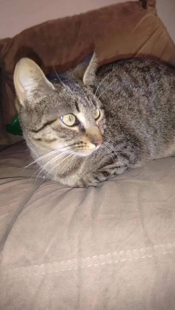 Gato raça  idade 1 ano nome Sofie