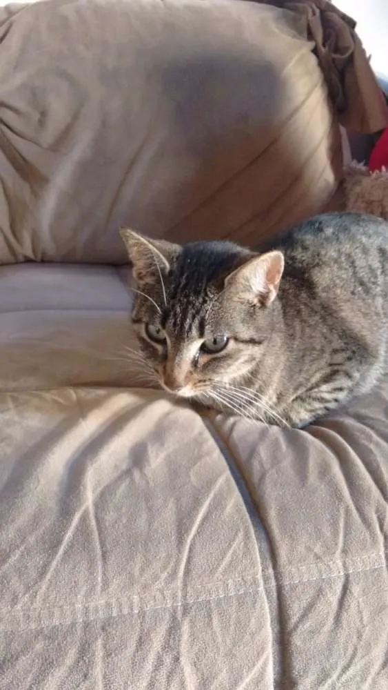 Gato raça  idade 1 ano nome Sofie